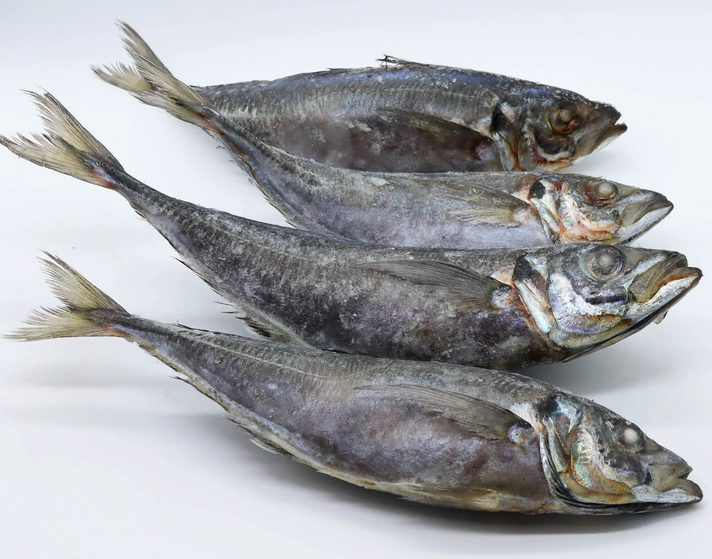Chinchard (Thomson) - Horsmakreel 10kg - Spain
