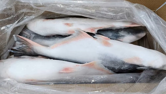 Malangwa - Pangasius 4kg