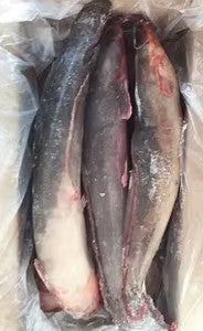 Poisson chat - Katfish 4kg