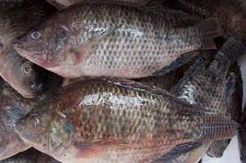 Tilapia +800g 4kg Steak
