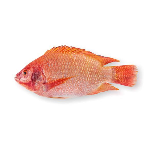 Tilapia rouge - Red Tilapia -800g 4kg